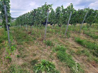 Der Wein wächst wieder fast bis ans Ufer.