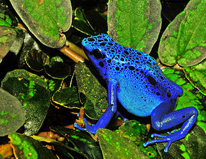 300px-Dendrobates_azureus_(Dendrobates_tinctorius)_Edit[1].jpg